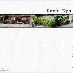Dog's Eye View