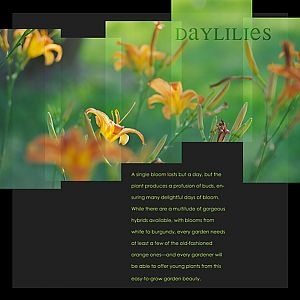 Daylilies