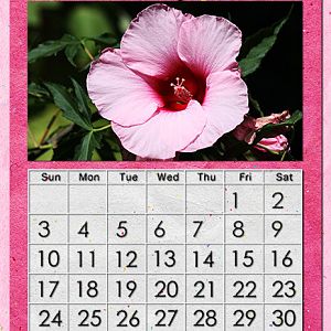 July 2011 Calendar