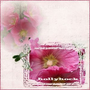 Hollyhock