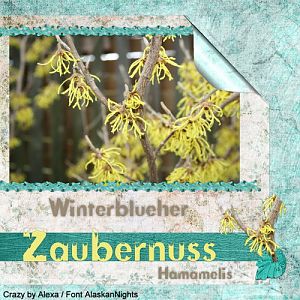 Zaubernuss