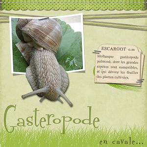 Gasteropode en cavale