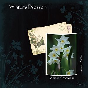 Winter's Blossom