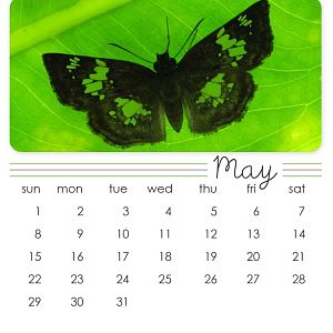 May 2011 CD Calendar