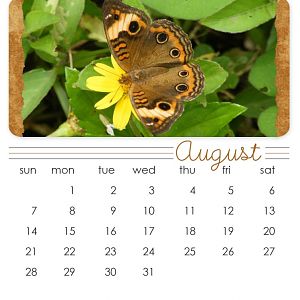 August 2011 CD Calendar
