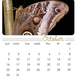 October 2011 CD Calendar