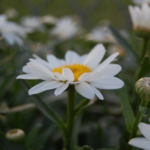 original daisy photo