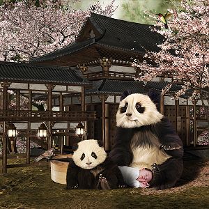 Panda Dream II