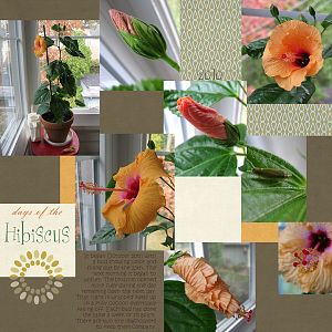 Days of the Hibiscus