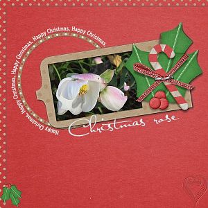 Christmas Rose