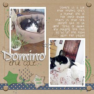Domino the Cat