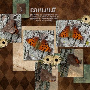 Comma: the Butterfly
