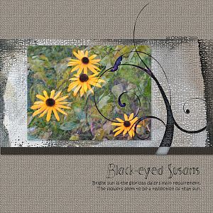 Black-eyed Susans