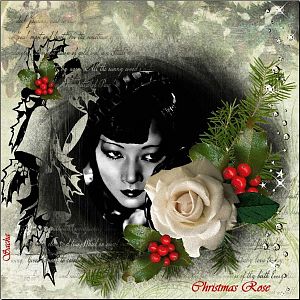 Christmas Rose