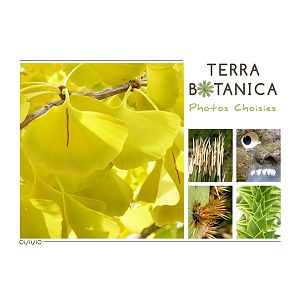 terra botanica