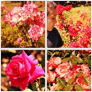 Rose Garden 2