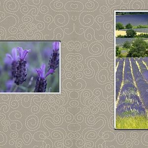 I Love Lavender and Provence