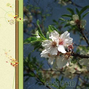 Almond