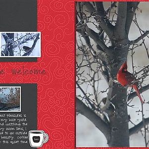 cardinal dp