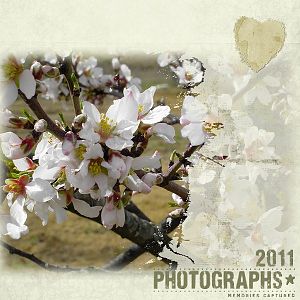 Almond Tree