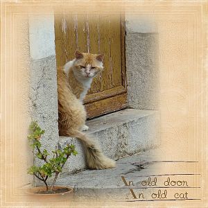 An old door, an old cat