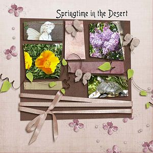 Springtime in the Desert