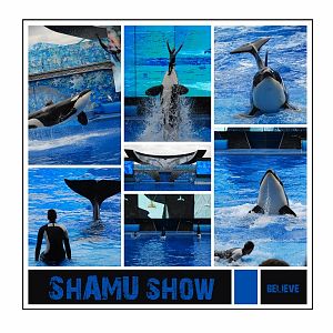 Shamu Show