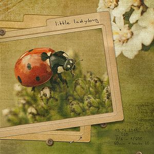 little ladybug
