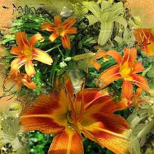 Painting with Daylilies