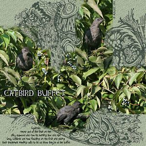 Catbird Buffet