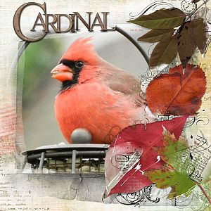 2010Oct21 Cardinal
