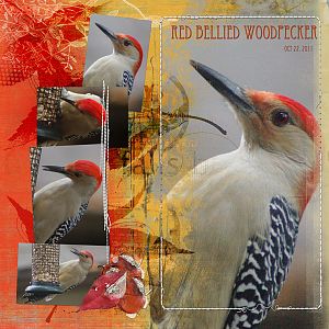 2011Oct22 redbellied woodpecker Anna lift