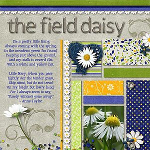 The Field Daisy