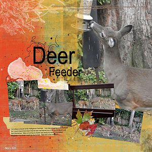 2011Nov3 deer feeder