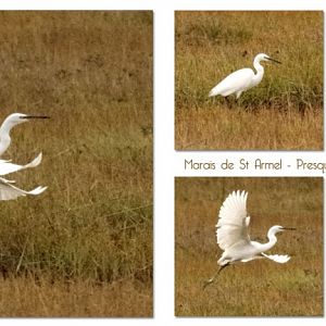 Aigrette ou hron blanc