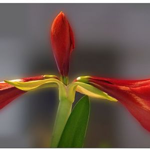 Amaryllis