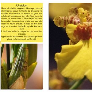 Oncidium