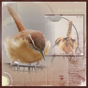 2012Feb13 Carolina Wren