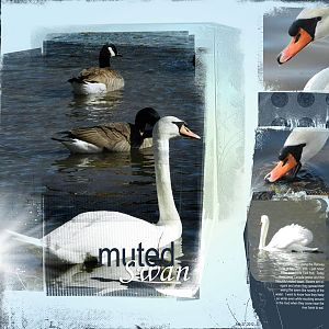 2012Feb27 muted swan