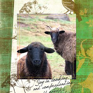 AnnaLift 05-13-12 Sheep