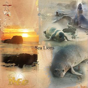 2010Oct28 sea lions