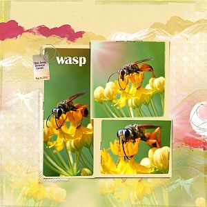 2010Aug14 wasp