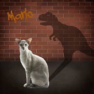 Mario - in his own mind