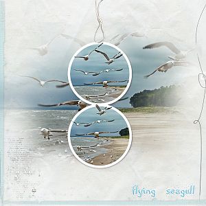 Flying Seagull