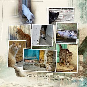 Old doors and curious cats