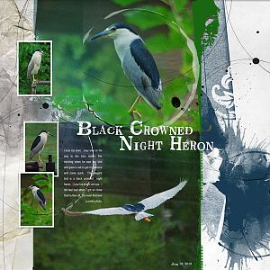 2012Jul30 black crowned night heron