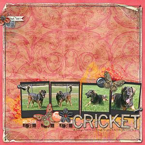 Cricket