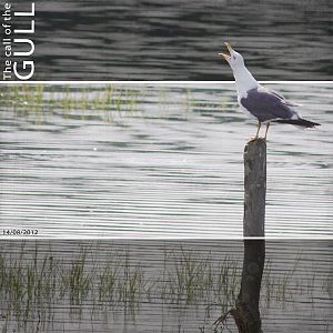 The call of the GULL