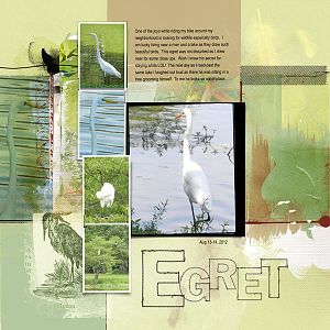 2012Aug13-14 egret