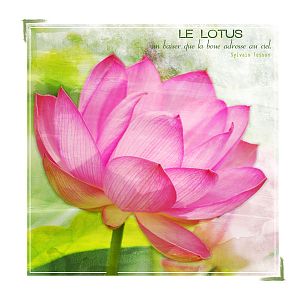 Lotus